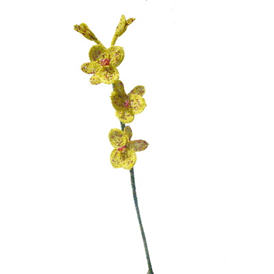 Yellow Orchid