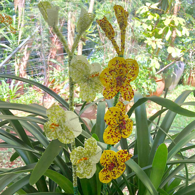 Cream and Yellow Orchid
